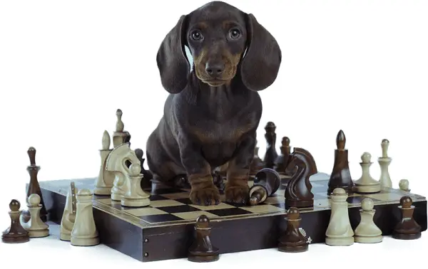 Brain Training for Dogs official